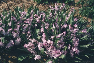 Chionodoxa forbesii 'Pink Giant'Sneeuwroem bestellen